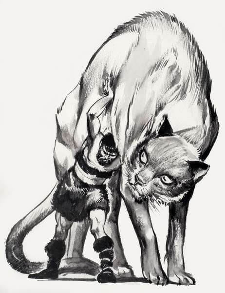 thor gato